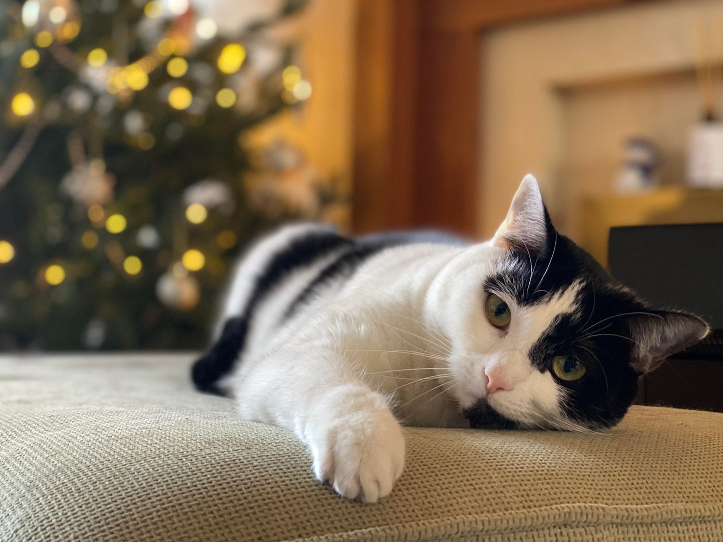 Personalise My Own Cat - Mini Original