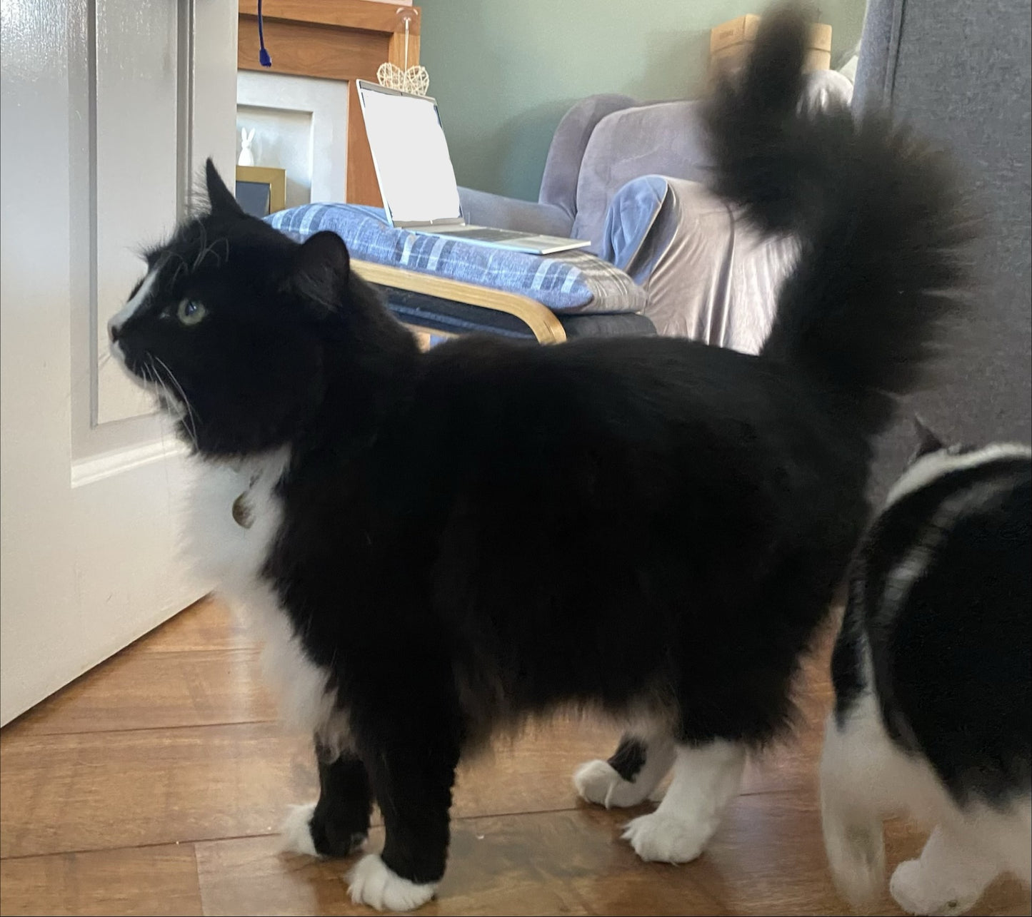 Personalise My 2 Pets (Cats/Dogs) - Mini Original