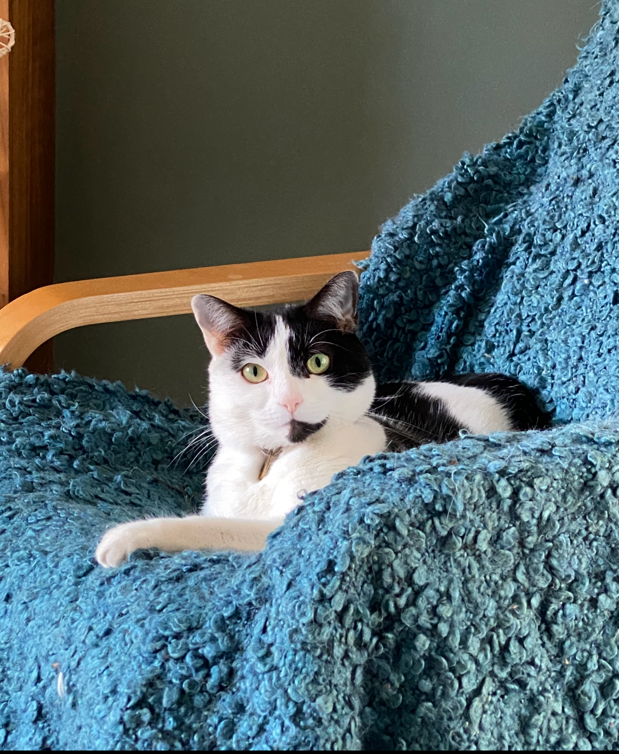 Cat Portrait - Mini Original