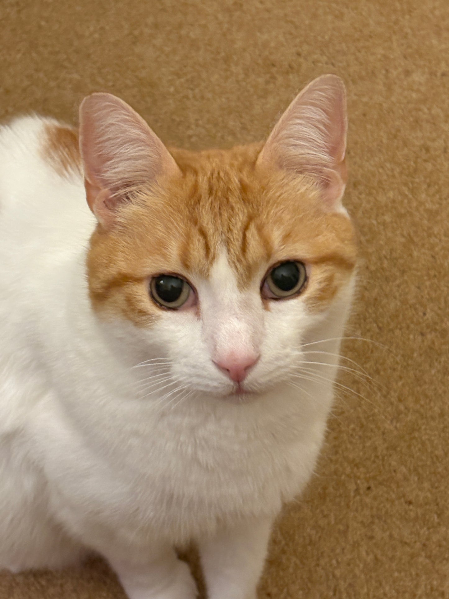 Cat Portrait - Mini Original